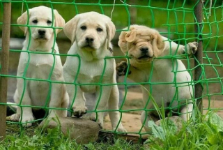 Illustration de l'article : Ces 20 photos de chiens amusants vous feront bien plus que sourire !