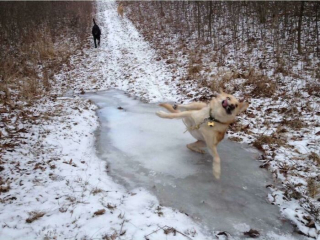 Illustration de l'article : Ces 20 photos de chiens amusants vous feront bien plus que sourire !