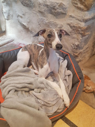 Illustration de l'article : 20 photos de Whippets dont les propriétaires ne peuvent se passer