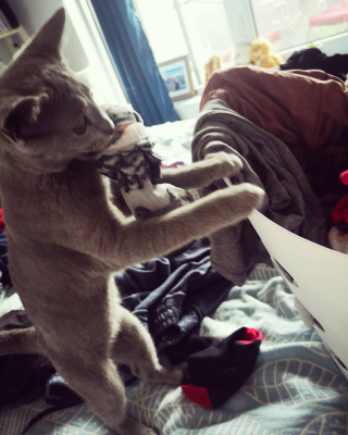 Illustration de l'article : 13 photos d'animaux qui se comportent comme des frères