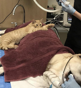 Illustration de l'article : 13 photos d'animaux qui se comportent comme des frères