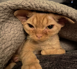 Illustration de l'article : 14 photos de chiens et de chats qui n'ont pas fini de nous faire rire !
