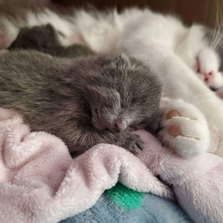 Illustration de l'article : Un chaton atteint d'une maladie cardiaque est considéré comme un guerrier et un miracle sur 4 pattes par ses soigneurs
