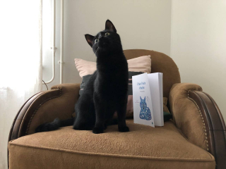 Illustration de l'article : « Chat-Poète chante, tome 2 » d'Émilie Würz : un recueil de poésie qui s'adresse aux amoureux des chats