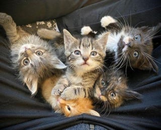 Illustration de l'article : 5 chatons orphelins profitent de l'amour maternel d'une chienne qui adore les chats