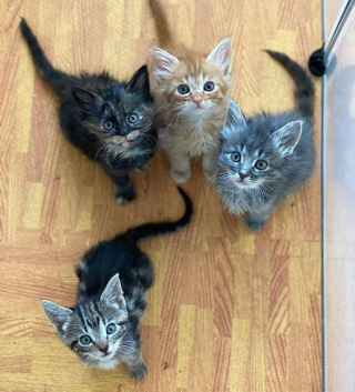 Illustration de l'article : 5 chatons orphelins profitent de l'amour maternel d'une chienne qui adore les chats
