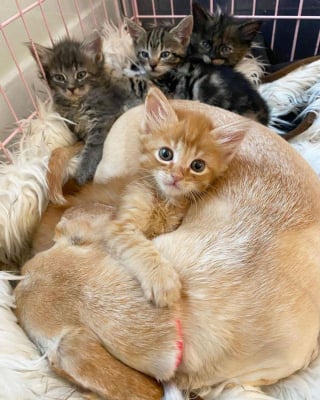 Illustration de l'article : 5 chatons orphelins profitent de l'amour maternel d'une chienne qui adore les chats