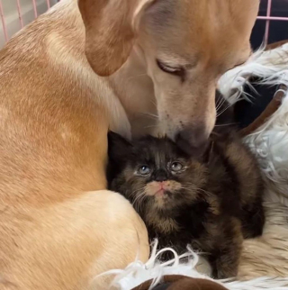 Illustration de l'article : 5 chatons orphelins profitent de l'amour maternel d'une chienne qui adore les chats