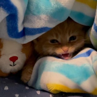 Illustration de l'article : Un chaton qui se cachait sous des couvertures surmonte ses peurs avec l'aide d'une bénévole
