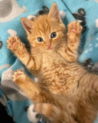 Illustration de l'article : Un chaton qui se cachait sous des couvertures surmonte ses peurs avec l'aide d'une bénévole