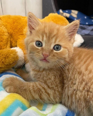 Illustration de l'article : Un chaton qui se cachait sous des couvertures surmonte ses peurs avec l'aide d'une bénévole