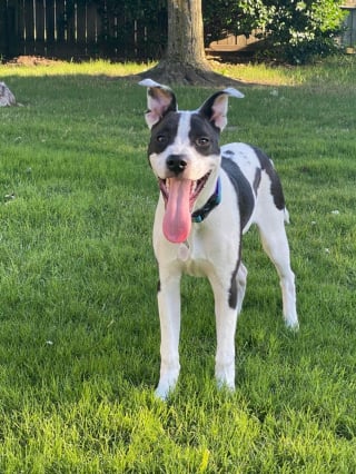 Illustration de l'article : 20 photos d'American Staffordshire Terriers et de Pitbulls prêts à recevoir une tonne de câlins