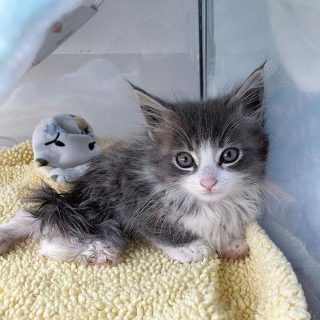Illustration de l'article : Effrayé par les humains, ce chaton avec un arrière-train paralysé a commencé à ronronner lorsqu'il s'est senti en sécurité