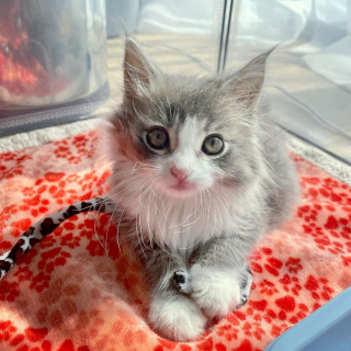 Illustration de l'article : Effrayé par les humains, ce chaton avec un arrière-train paralysé a commencé à ronronner lorsqu'il s'est senti en sécurité