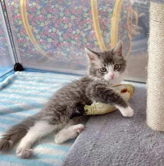 Illustration de l'article : Effrayé par les humains, ce chaton avec un arrière-train paralysé a commencé à ronronner lorsqu'il s'est senti en sécurité