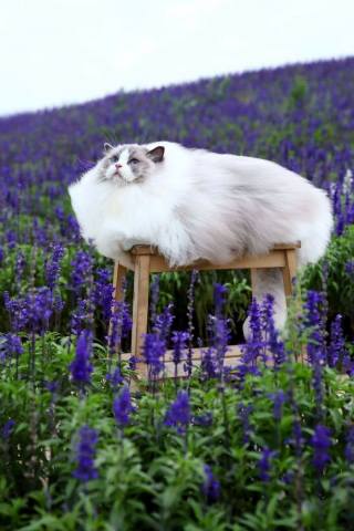 Illustration de l'article : 20 photos de chats aux fourrures les plus duveteuses de tous les temps