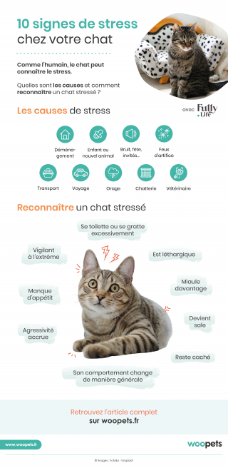 10 Signes De Stress Chez Votre Chat