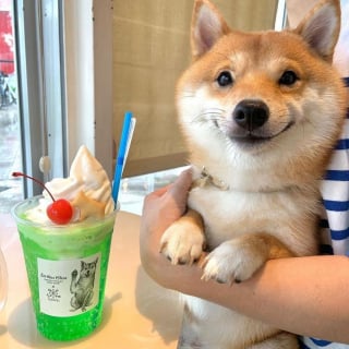 Illustration de l'article : 14 photos de chiens dont la bonne humeur est contagieuse