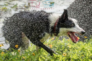 Illustration de l'article : 12 photos d'un jeune Border Collie qui profite chaque jour d'une bonne baignade