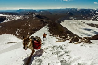 Illustration de l'article : 12 photos d'un Chien Loup Tchécoslovaque qui adore voyager avec ses propriétaires
