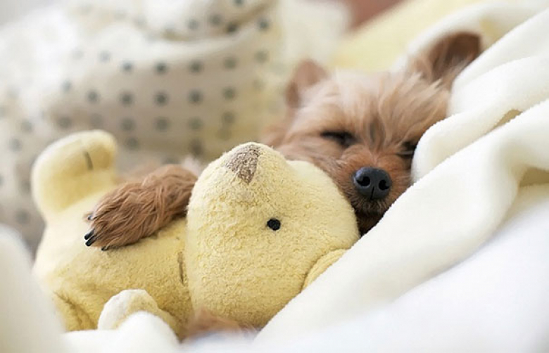https://www.woopets.fr/assets/ckeditor/2021/oct/actualities/12320/xl/xx-photos-empreintes-de-douceur-d-animaux-dormant-avec-une-peluche-771c05b82.jpg