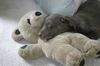 Illustration de l'article : 18 photos empreintes de douceur d'animaux dormant avec une peluche