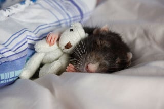 Illustration de l'article : 18 photos empreintes de douceur d'animaux dormant avec une peluche