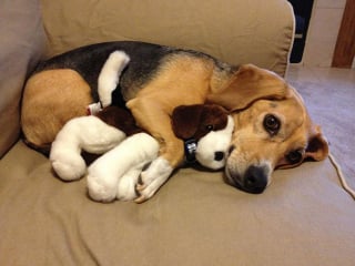 Illustration de l'article : 18 photos empreintes de douceur d'animaux dormant avec une peluche