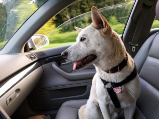 Illustration de l'article : TWiP, une application pratique qui recense les lieux accessibles et autorisés aux chiens