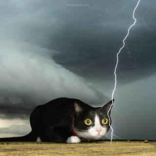 Illustration de l'article : 20 photos surréalistes de chats voyant la vie en grand 