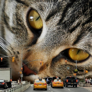 Illustration de l'article : 20 photos surréalistes de chats voyant la vie en grand 