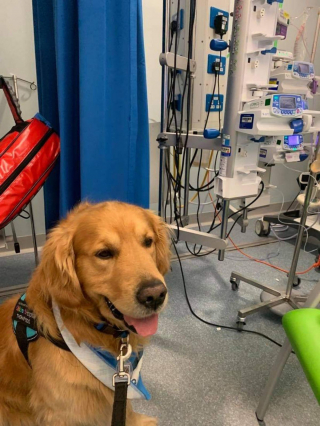 Illustration de l'article : Une équipe de chiens de thérapie a pour mission d'apaiser les enfants hospitalisés
