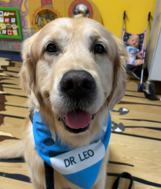 Illustration de l'article : Une équipe de chiens de thérapie a pour mission d'apaiser les enfants hospitalisés