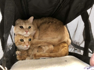 Illustration de l'article : 20 photos prouvant que 2 chats rendent la vie 2 fois plus amusante et agréable
