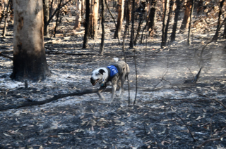 Illustration de l'article : Un chien héroïque récompensé pour avoir contribué au sauvetage de 100 koalas piégés dans les forêts incendiées