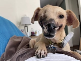 Illustration de l'article : Autrefois utilisée comme appât lors de combats, une chienne arborant la moitié d'un visage apprend à aimer de nouveau
