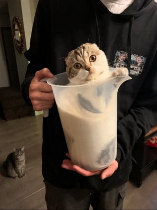 Illustration de l'article : Ces 12 photos d'animaux de compagnie étrangement liquides vous hypnotiseront !