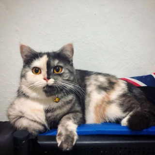 Illustration de l'article : 15 photos d'un chat chimère arborant un look unique
