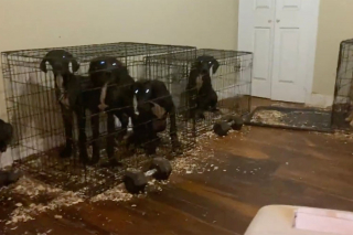 Illustration de l'article : La police sauve 20 chiens détenus dans des conditions abominables à l'intérieur d'un appartement new-yorkais