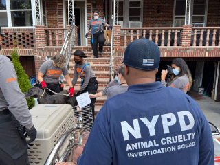Illustration de l'article : La police sauve 20 chiens détenus dans des conditions abominables à l'intérieur d'un appartement new-yorkais