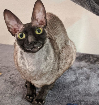 Illustration de l'article : Ce chat souriant en permanence à cause d'une malformation est unique au monde !