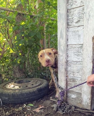 Illustration de l'article : Découvert enchaîné dans une cour, un chien fou de joie d'être libéré exprime sa gratitude envers ses sauveurs