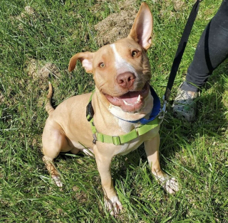 Illustration de l'article : Découvert enchaîné dans une cour, un chien fou de joie d'être libéré exprime sa gratitude envers ses sauveurs