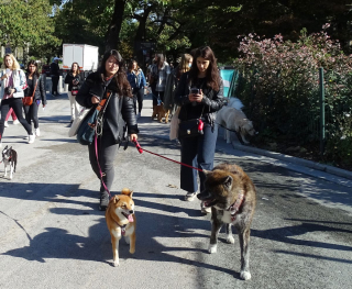 Illustration de l'article : Une Marche de l'Animal en ville pour remettre 10 propositions concrètes à l'Assemblée nationale