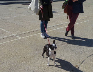 Illustration de l'article : Une Marche de l'Animal en ville pour remettre 10 propositions concrètes à l'Assemblée nationale