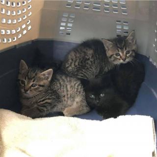 Illustration de l'article : 2 chatons timides apprennent à avoir confiance en l'humain et se frayent ensemble un chemin vers le bonheur