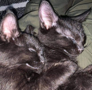 Illustration de l'article : 2 chatons timides apprennent à avoir confiance en l'humain et se frayent ensemble un chemin vers le bonheur