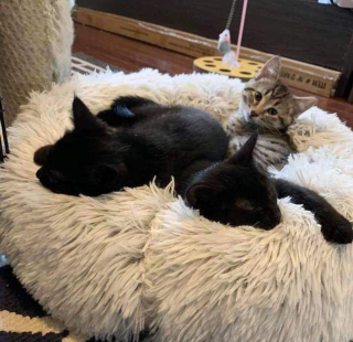 Illustration de l'article : 2 chatons timides apprennent à avoir confiance en l'humain et se frayent ensemble un chemin vers le bonheur