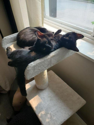 Illustration de l'article : 2 chatons timides apprennent à avoir confiance en l'humain et se frayent ensemble un chemin vers le bonheur