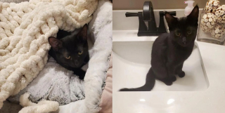 Illustration de l'article : 2 chatons timides apprennent à avoir confiance en l'humain et se frayent ensemble un chemin vers le bonheur